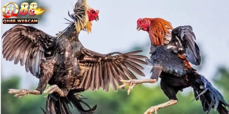 Đá Gà GA28 - Trải Nghiệm Đá Gà Thú Vị